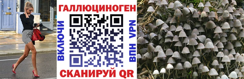 Псилоцибиновые грибы Psilocybine cubensis  Новопавловск 